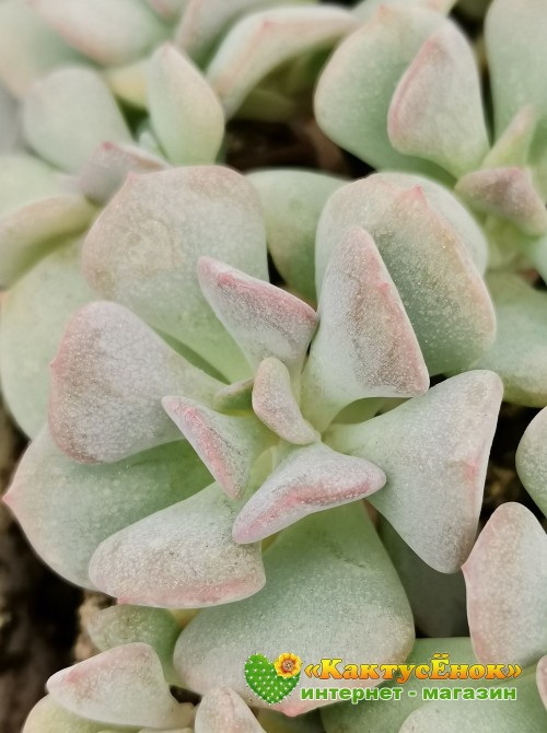 Черенок Эхеверия  Кубик льда (Echeveria Cubic Frost, Эхеверия Кубик фрост)