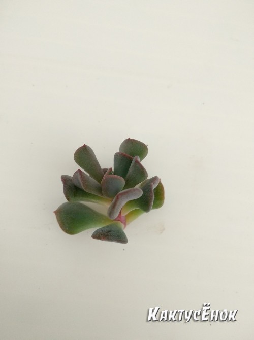 Черенок Эхеверия  Кубик льда (Echeveria Cubic Frost, Эхеверия Кубик фрост)