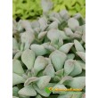 Черенок Эхеверия  Кубик льда (Echeveria Cubic Frost, Эхеверия Кубик фрост)