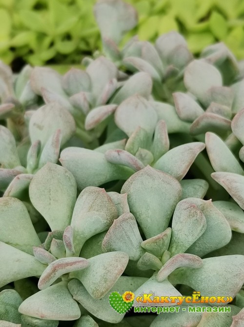 Черенок Эхеверия  Кубик льда (Echeveria Cubic Frost, Эхеверия Кубик фрост)