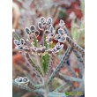 Черенок Каланхоэ трубкоцветный (Kalanchoe tubiflora, каланхое тубифлора)