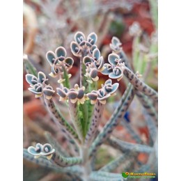 Черенок каланхоэ трубкоцветный (Kalanchoe tubiflora, каланхое тубифлора)