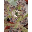 Черенок Каланхоэ трубкоцветный (Kalanchoe tubiflora, каланхое тубифлора)