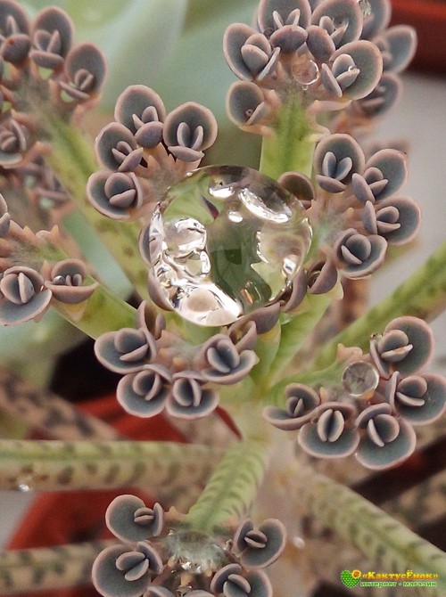 Черенок Каланхоэ трубкоцветный (Kalanchoe tubiflora, каланхое тубифлора)