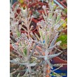 Черенок Каланхоэ трубкоцветный (Kalanchoe tubiflora, каланхое тубифлора)