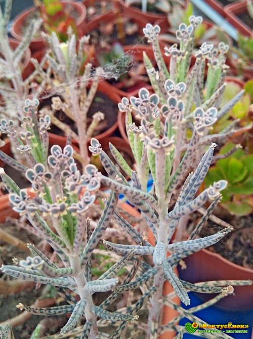 Черенок Каланхоэ трубкоцветный (Kalanchoe tubiflora, каланхое тубифлора)