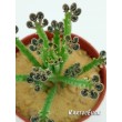 Черенок Каланхоэ трубкоцветный (Kalanchoe tubiflora, каланхое тубифлора)