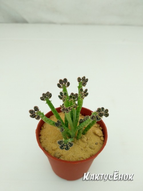 Черенок Каланхоэ трубкоцветный (Kalanchoe tubiflora, каланхое тубифлора)