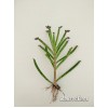 Черенок каланхоэ трубкоцветный (Kalanchoe tubiflora, каланхое тубифлора)