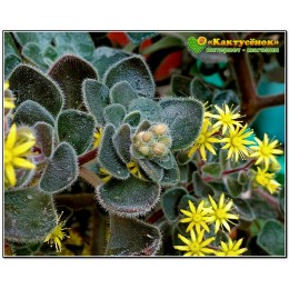 Аихризон рыхлый (Aichryson laxum) "дерево любви"