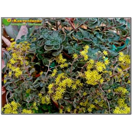 Два листовых черенка  Аихризон рыхлый (Aichryson laxum) "дерево любви"