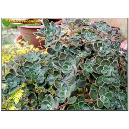 Два листовых черенка  Аихризон рыхлый (Aichryson laxum) "дерево любви"