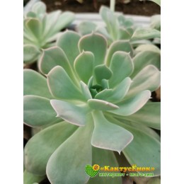 2 листовых черенка Эхеверия грей принц (Echeveria "Grey Prince")