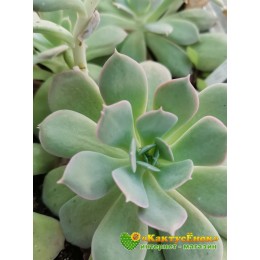2 листовых черенка Эхеверия грей принц (Echeveria "Grey Prince")