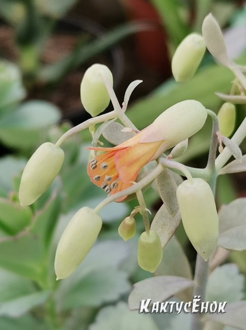 Черенок Каланхоэ Федченко (Kalanchoe fedtschenkoi) 