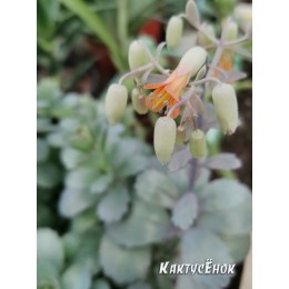 Черенок Каланхоэ Федченко (Kalanchoe fedtschenkoi)