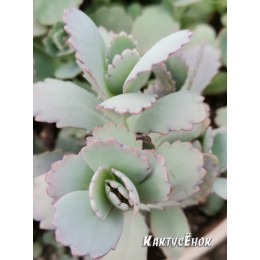 Черенок Каланхоэ Федченко (Kalanchoe fedtschenkoi)