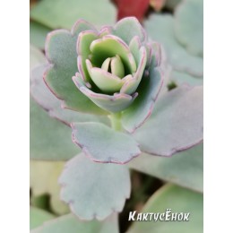 Черенок Каланхоэ Федченко (Kalanchoe fedtschenkoi)
