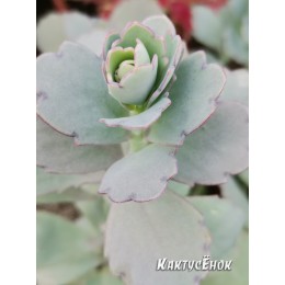 Черенок Каланхоэ Федченко (Kalanchoe fedtschenkoi)