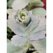 Черенок Каланхоэ Федченко (Kalanchoe fedtschenkoi) 