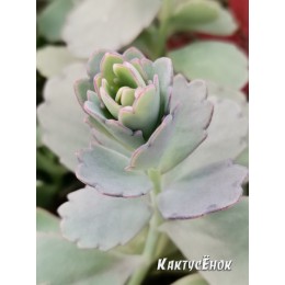 Черенок Каланхоэ Федченко (Kalanchoe fedtschenkoi)