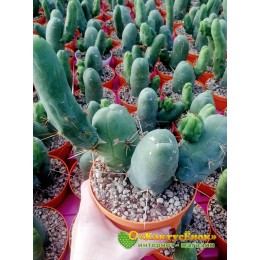 Трихоцереус Бриджеса (Trichocereus bridgesii)