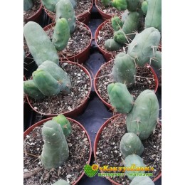 Трихоцереус Бриджеса (Trichocereus bridgesii)
