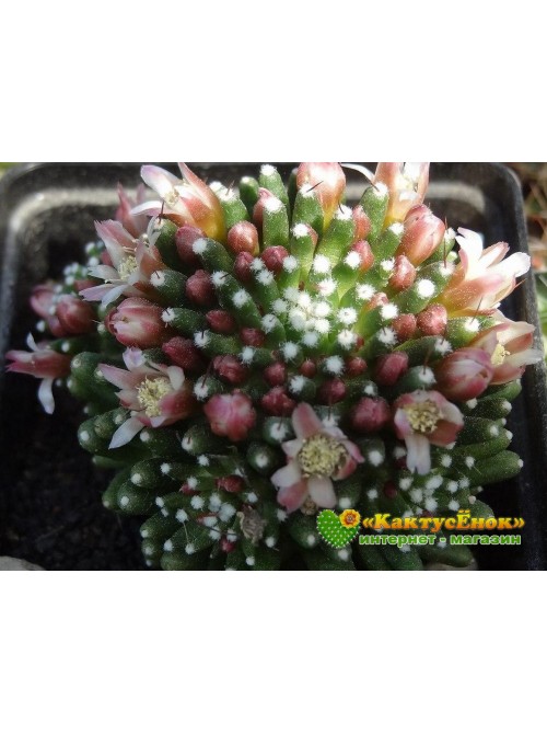 Черенок Маммиллярия Паинтери (Mammillaria Painteri f. monstruosa)