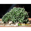 Черенок Маммиллярия Паинтери (Mammillaria Painteri f. monstruosa)