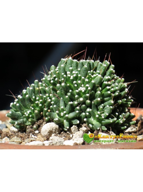 Черенок Маммиллярия Паинтери (Mammillaria Painteri f. monstruosa)