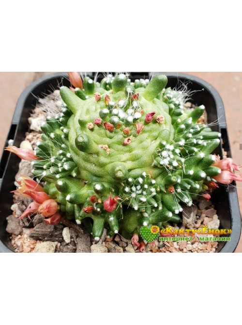 Черенок Маммиллярия Паинтери (Mammillaria Painteri f. monstruosa)