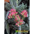 2 листовых черенка Крассула Тенелли (Crassula Mesembryanthemoides Tenelli, Крассула Мезембриатемовидная Тенелли)