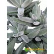 2 листовых черенка Крассула Тенелли (Crassula Mesembryanthemoides Tenelli, Крассула Мезембриатемовидная Тенелли)