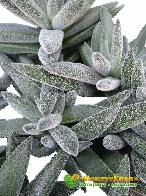 2 листовых черенка Крассула Тенелли (Crassula Mesembryanthemoides Tenelli, Крассула Мезембриатемовидная Тенелли)