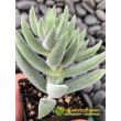 2 листовых черенка Крассула Тенелли (Crassula Mesembryanthemoides Tenelli, Крассула Мезембриатемовидная Тенелли)