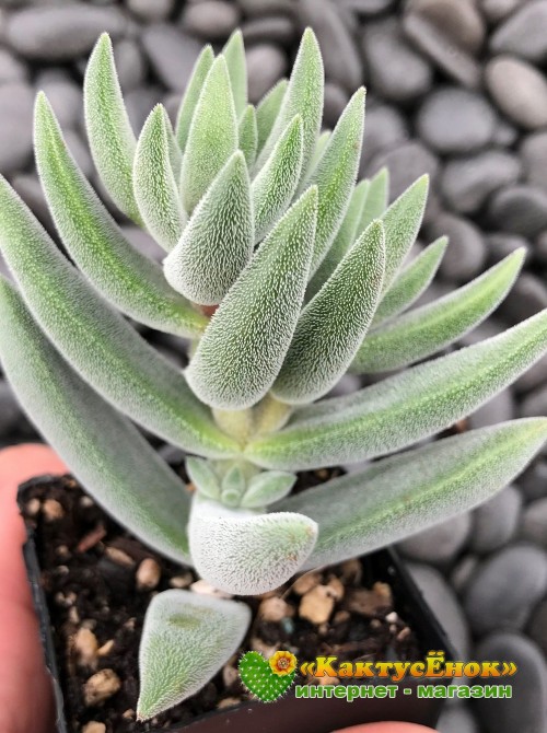 2 листовых черенка Крассула Тенелли (Crassula Mesembryanthemoides Tenelli, Крассула Мезембриатемовидная Тенелли)