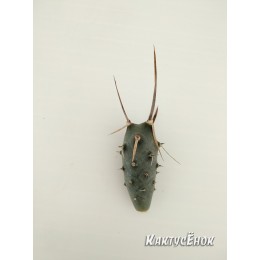 Черенок Тефрокактус членистый (Tephrocactus articulatus v. Papyracanthus артикулатус папирокантус) с темной колючкой.