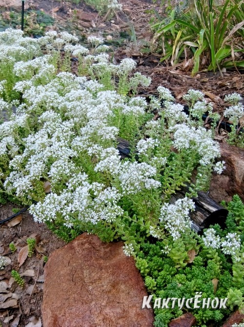 Два черенка очиток белый (Sedum album f. atropurpureum седум белый Атропурпуреум)