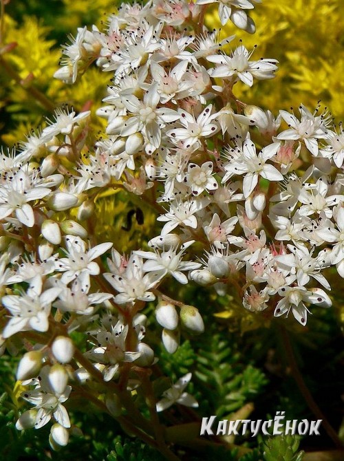 Два черенка очиток белый (Sedum album f. atropurpureum седум белый Атропурпуреум)