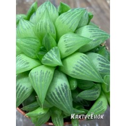 Haworthia mirabilis (хавортия мирабилис)