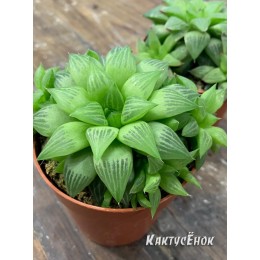 Haworthia mirabilis (хавортия мирабилис)