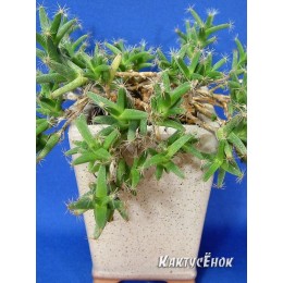 Черенок Триходиадема густая (Trichodiadema DENSUM, Триходиадема денсум)