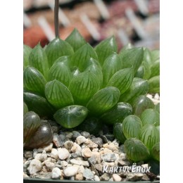 Хавортия Купера обтуза (Haworthia cooperi Obtusa)
