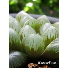 Хавортия Купера обтуза (Haworthia cooperi Obtusa)