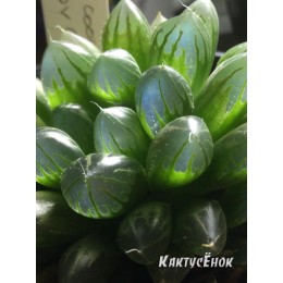  2 листовых черенка Хавортия купера пилифера (Haworthia cooperi var. pilifera)