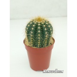Нотокактус Вараси (Notocactus Warasii)