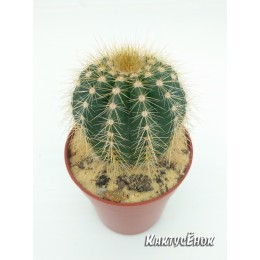 Нотокактус Вараси (Notocactus Warasii)
