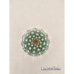 Нотокактус Вараси (Notocactus Warasii)