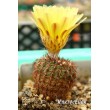 Нотокактус сосочковый (Notocactus mammulosus)