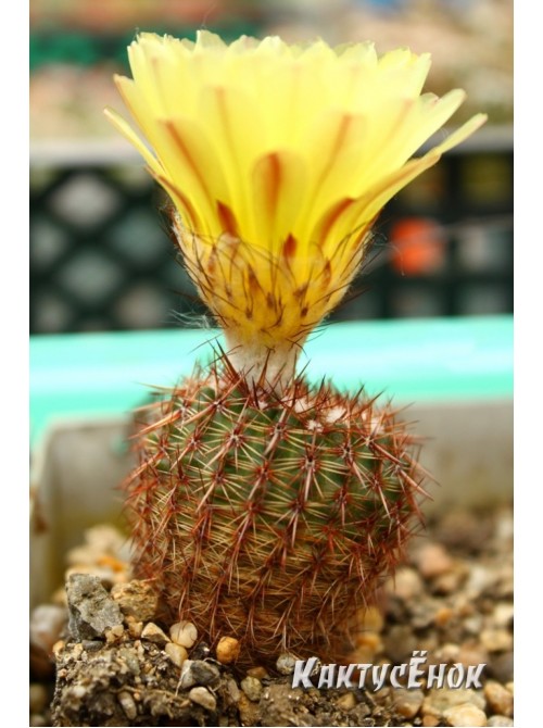 Нотокактус сосочковый (Notocactus mammulosus)